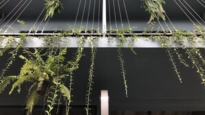 A vertical garden with hanging plants against a black wall. - Goodnight Poshtel (Hat Yai)