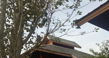 Pai Cozy House is family vacation house in private area and green garden.