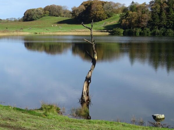 A serene lake with a dead tree in the center, surrounded by grassy hills and trees.