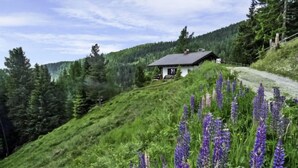Ein Haus an einem Hügel, eine Auffahrt führt hinauf, umgeben von dichtem Wald und violetten Blumen.
