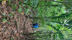 A dense forest with a person in blue clothing climbing a tree. - Paraisoverde -Corcovado (DrakeBay)
