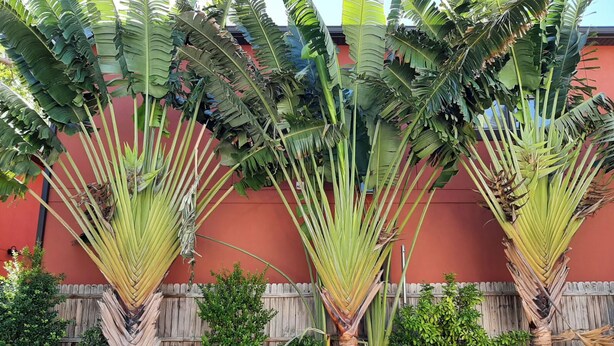 A poolside area with large palm trees, a wooden fence, and a red building in the background. - 🦩Book Me Baby! Pool, Pet-Friendly Paradise Near Downtown Sarasota🦩 (Sarasota)
