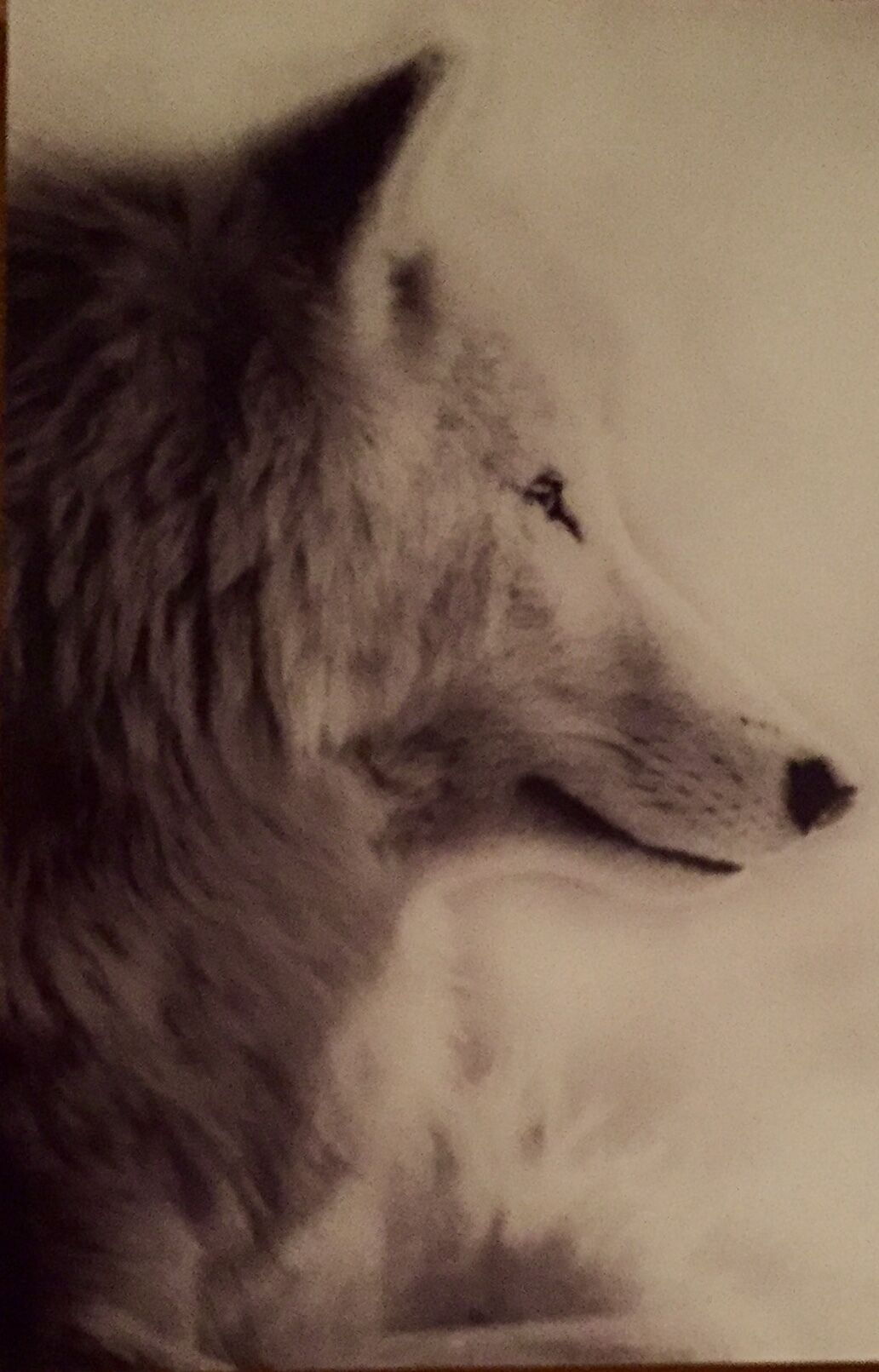Un gros plan sur la tête d’un loup.