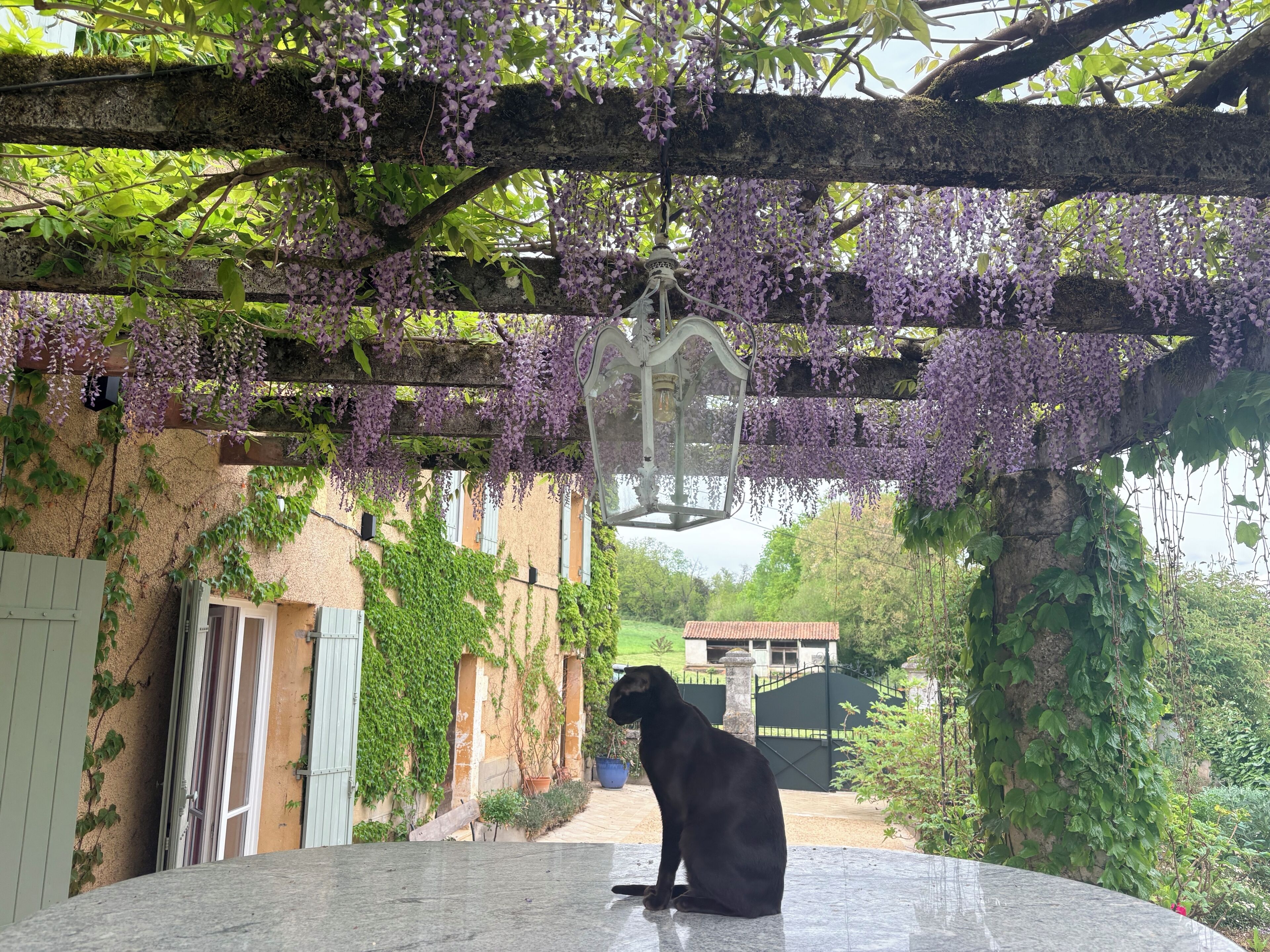 Een zwarte kat zit op een stenen bank onder een pergola met paarse bloemen.