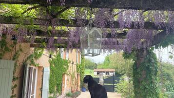 Een zwarte kat zit op een stenen bank onder een pergola met paarse bloemen.