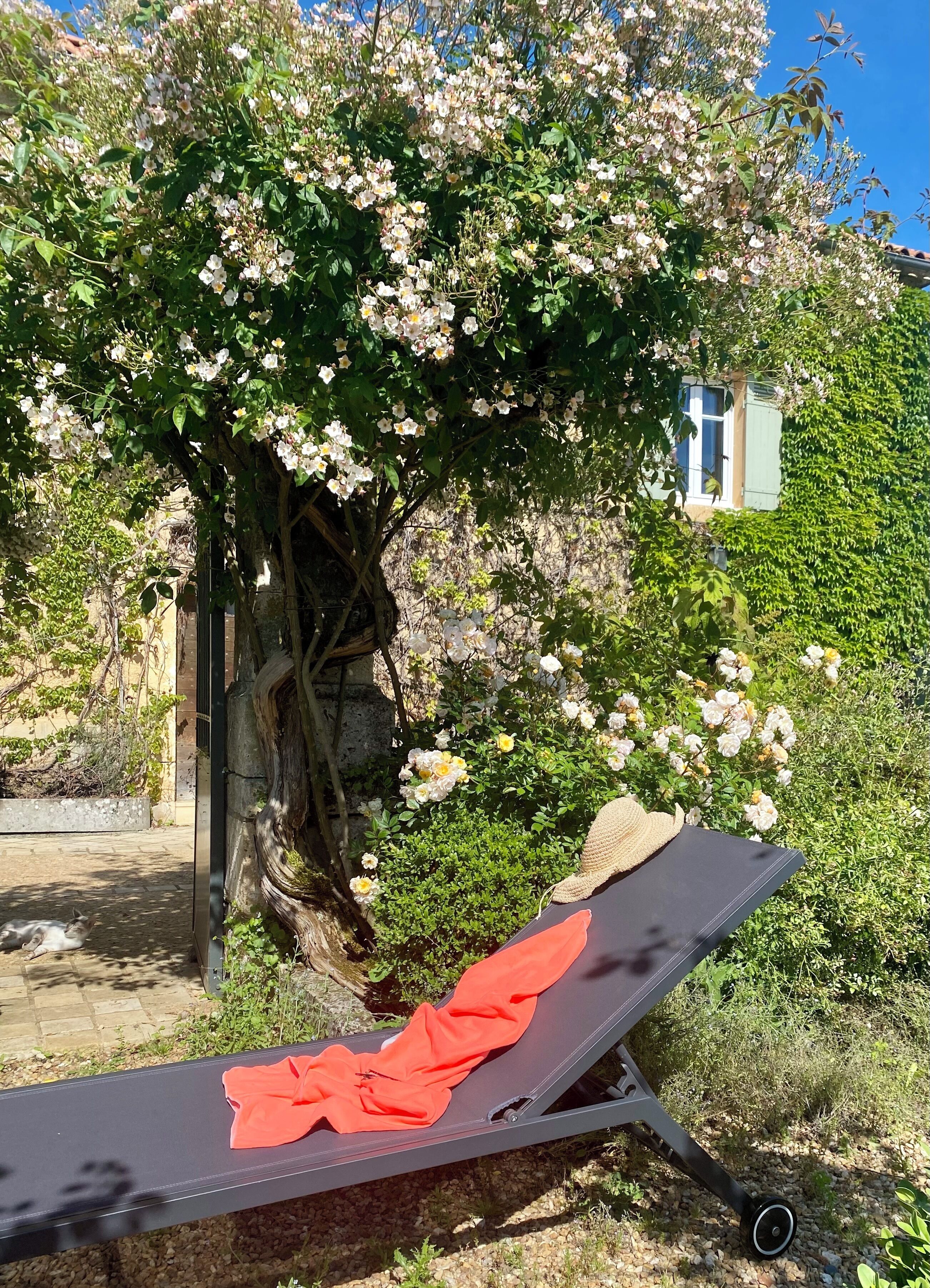 Een tuin met een ligbed, een boom met witte bloemen en een gebouw op de achtergrond.