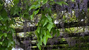 Un jardín con un pérgola cubierta de flores moradas, un columpio y una mesa con sillas.
