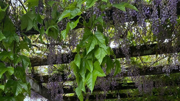 Un jardín con un pérgola cubierta de flores moradas, un columpio y una mesa con sillas.