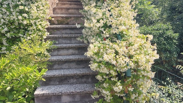A stone staircase surrounded by lush greenery and flowering plants.