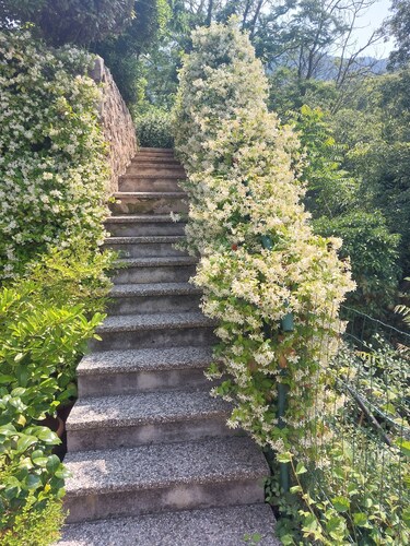 Lavender and Rosemary cottage