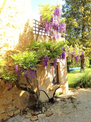 Wisteria around the balcony