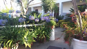 Exterior detail - Residence Pensione Mena (Forio)