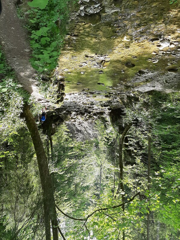 A forested area with a rocky stream and a narrow path.