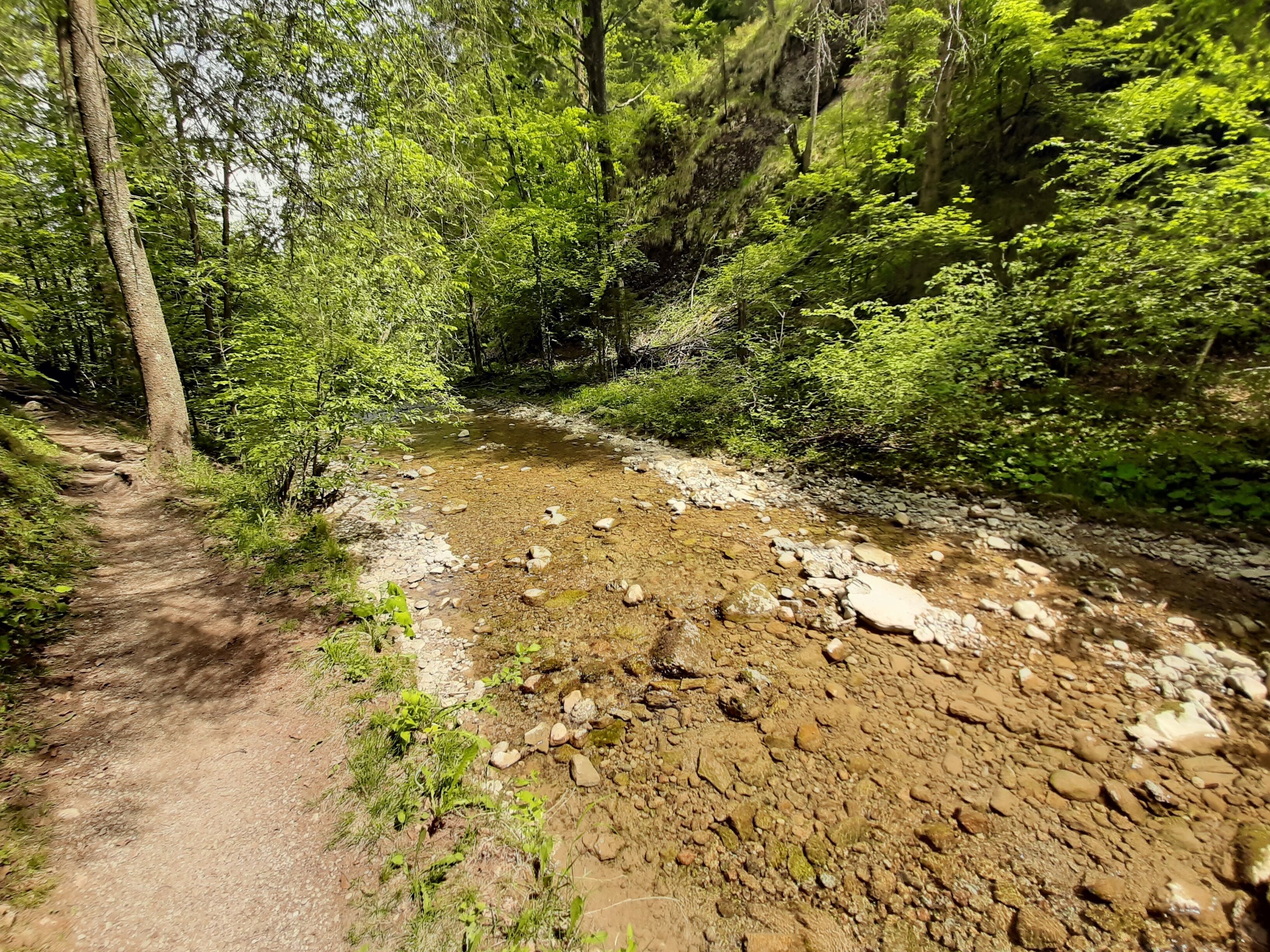 A forested area with a dirt path leading to a stream.