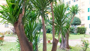 Um jardim com palmeiras altas e um edifício ao fundo.