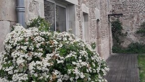 A stone building with a wooden deck and white flowering bushes. - Spacious lodge in historical hunting lodge with private garden (Chirat-l'Église)