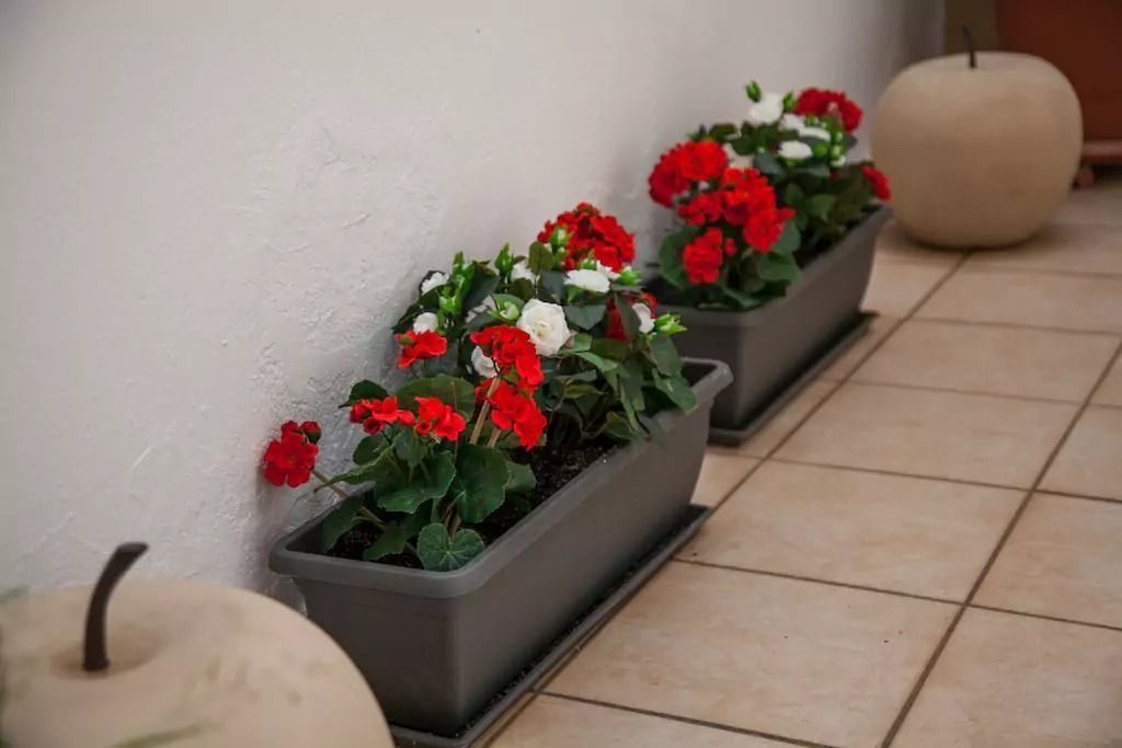Tres jardineras rectangulares con flores rojas y blancas frente a una pared, sobre un piso de baldosas.