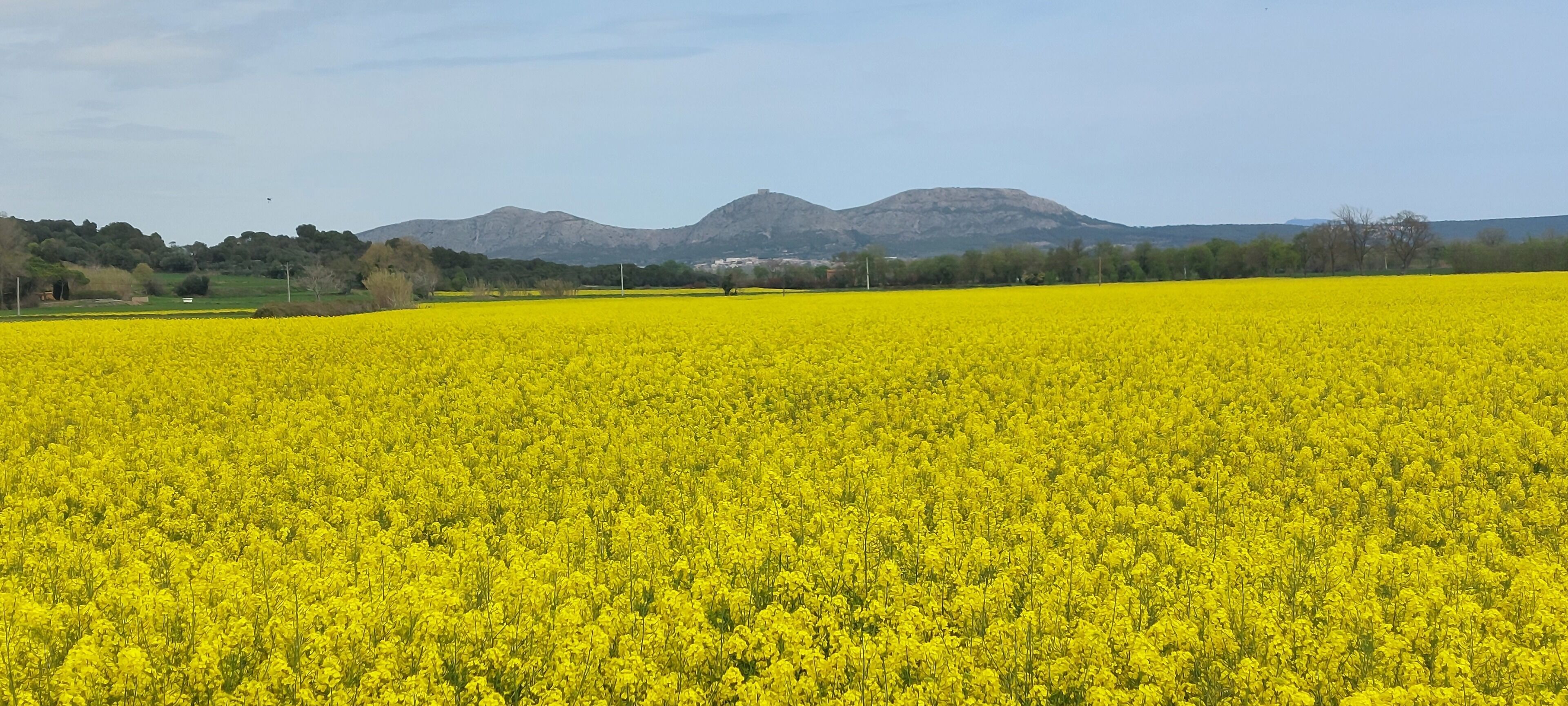 Ein Feld voller gelber Blumen mit Bergen im Hintergrund.