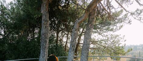 A woman swinging on a swing under a large tree in a grassy area with a metal fence in the background.