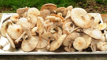 A tray of mushrooms on a wooden surface.