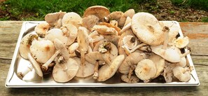A tray of mushrooms on a wooden surface. - Réserve Naturelle de Boussière (Gigors-et-Lozeron)