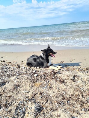 بالقرب من الشاطئ