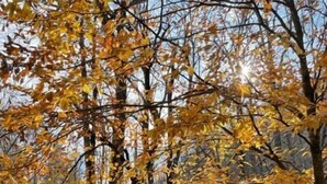Un área boscosa con un edificio pequeño, un arroyo y una pendiente cubierta de musgo.