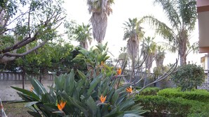 A garden with large green plants and orange flowers, surrounded by trees and a building in the background.