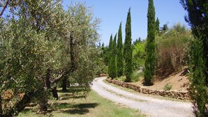 Un paysage rural avec un chemin de gravier, des oliviers et de grands cyprès.