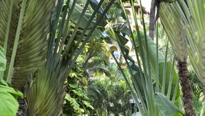 Un espace piscine agrémenté d’un pont en briques, entouré d’une végétation tropicale luxuriante et d’un petit jardin.