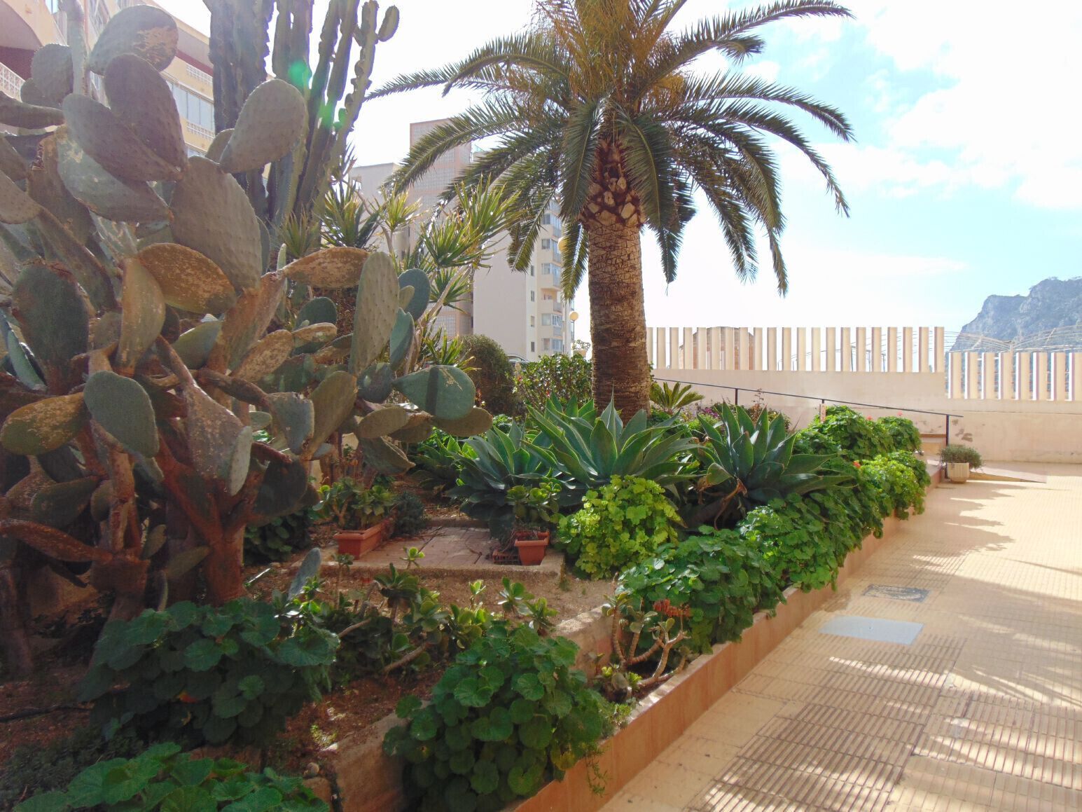 A rooftop garden with various cacti and palm trees, a paved walkway, and a view of a mountainous landscape.