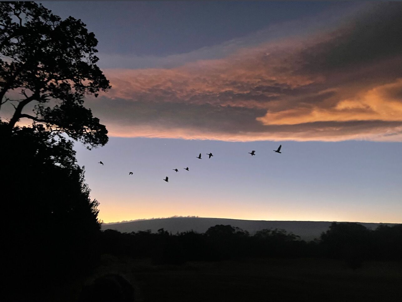Ein Sonnenuntergang mit fliegenden Vögeln am Himmel, schattenhaften Bäumen und einer entfernten Hügelkette.