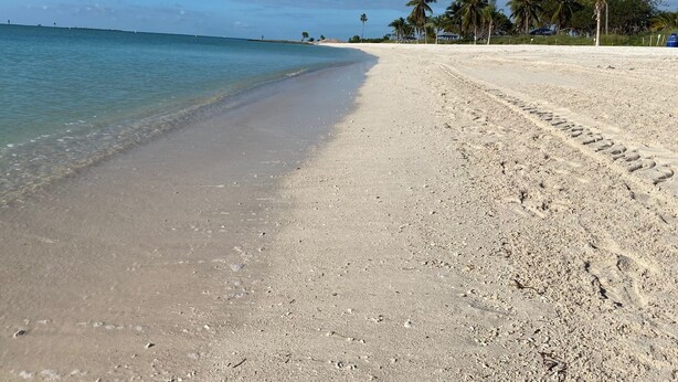 A beach with clear water, a sandy shore, and palm trees.