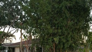 A residential area with a paved driveway, a lawn, and various trees and shrubs. - Bamboo Beach House! (Redington Beach)