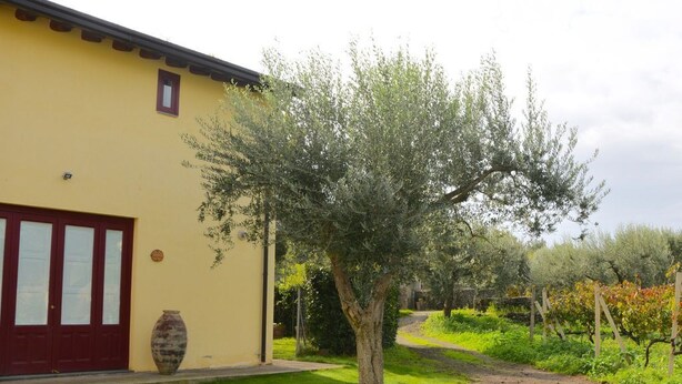 A yellow building with a red door, a large tree in front, and a vineyard in the background. - Villa Nocellara (Castiglione di Sicilia)