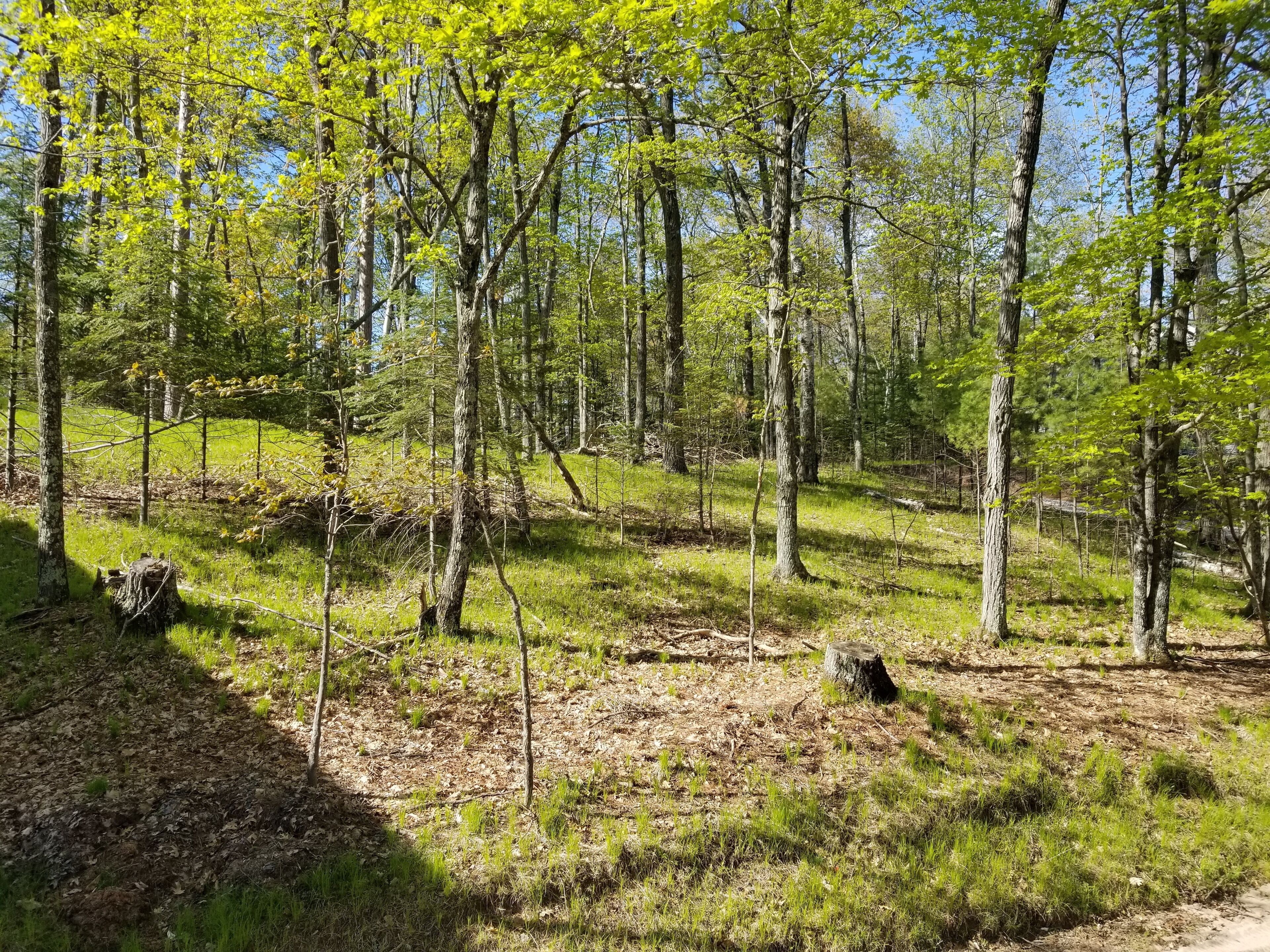Un bosque con árboles altos y suelo cubierto de hierba.