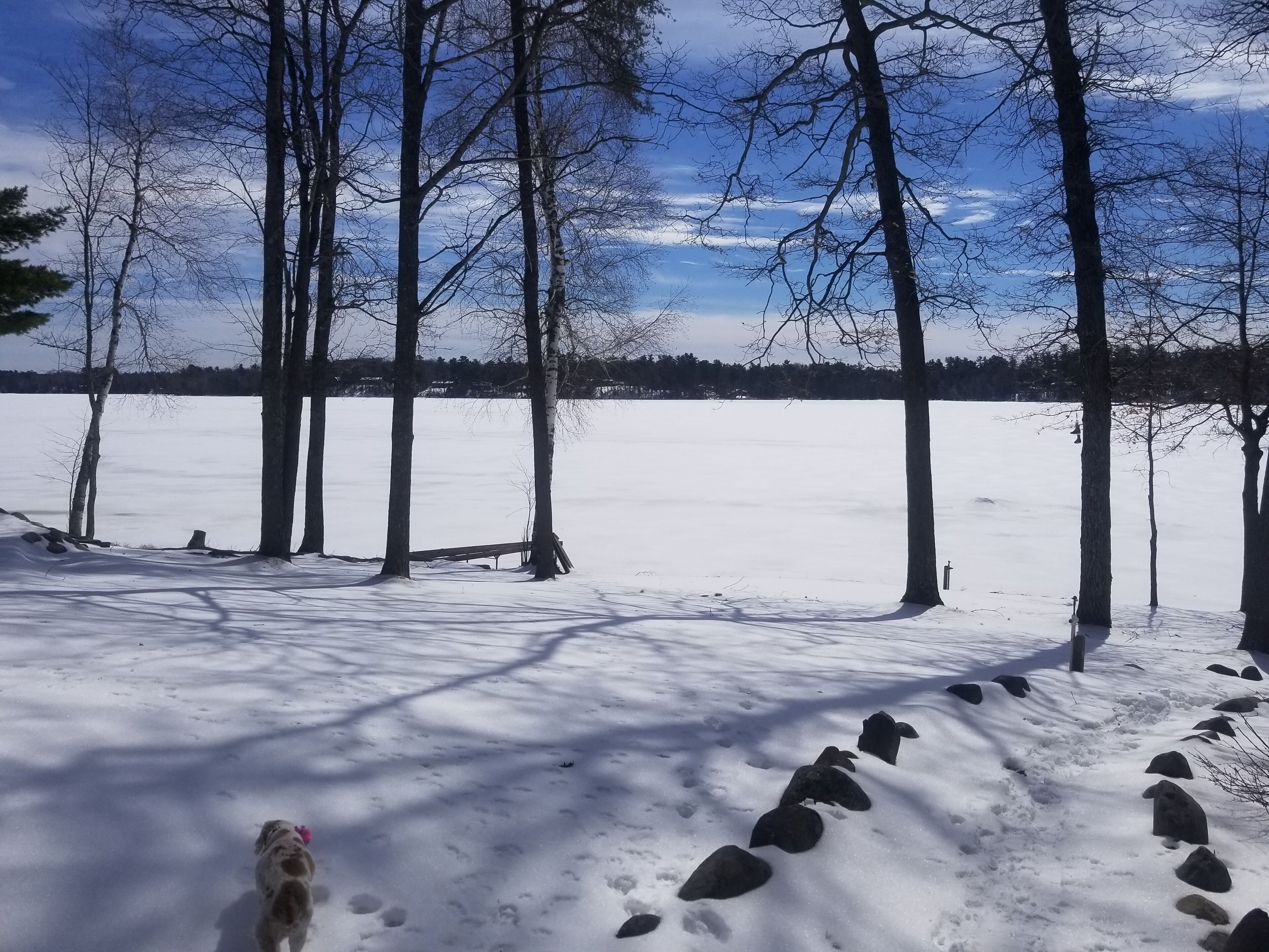 A snowy landscape with trees and a bench.