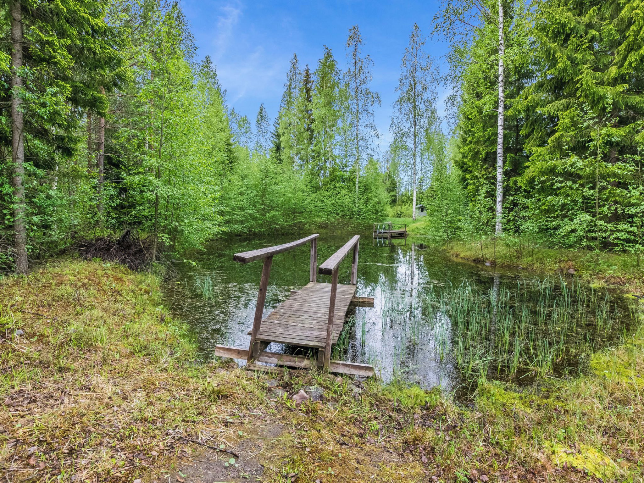 Un muelle de madera se extiende sobre un río tranquilo bordeado por un bosque denso.