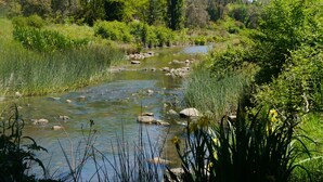 Un río serpenteando a través de un paisaje exuberante y verde, con rocas y vegetación densa.