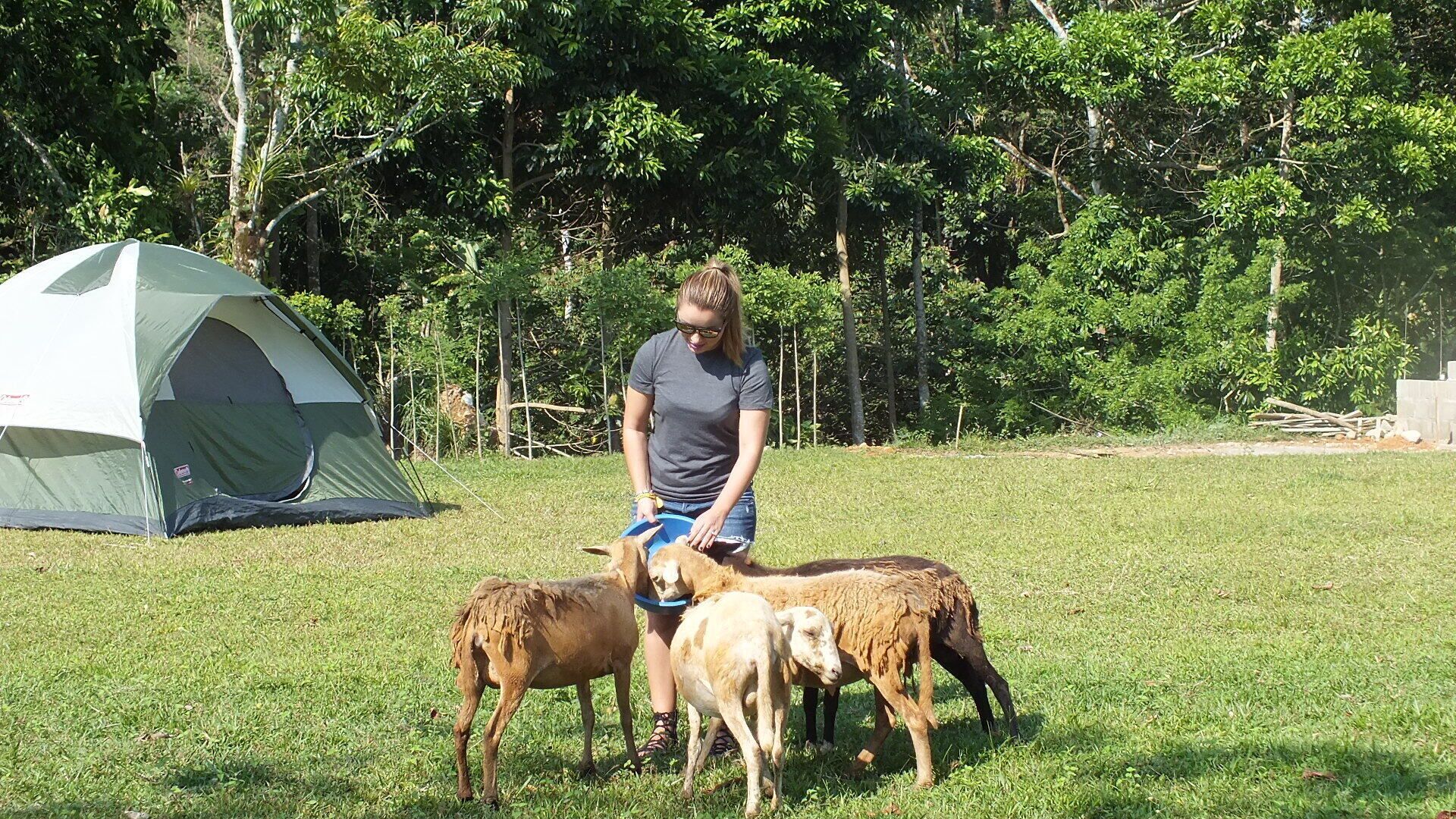 Een tent in een grasveld met een persoon en twee geiten.