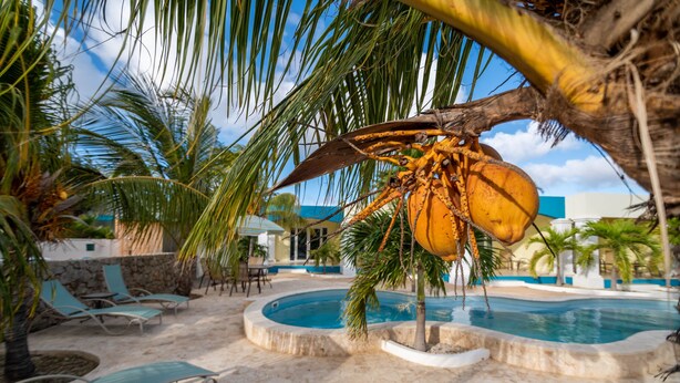 Zona de piscina con sillones de descanso, una palmera y un coco grande.