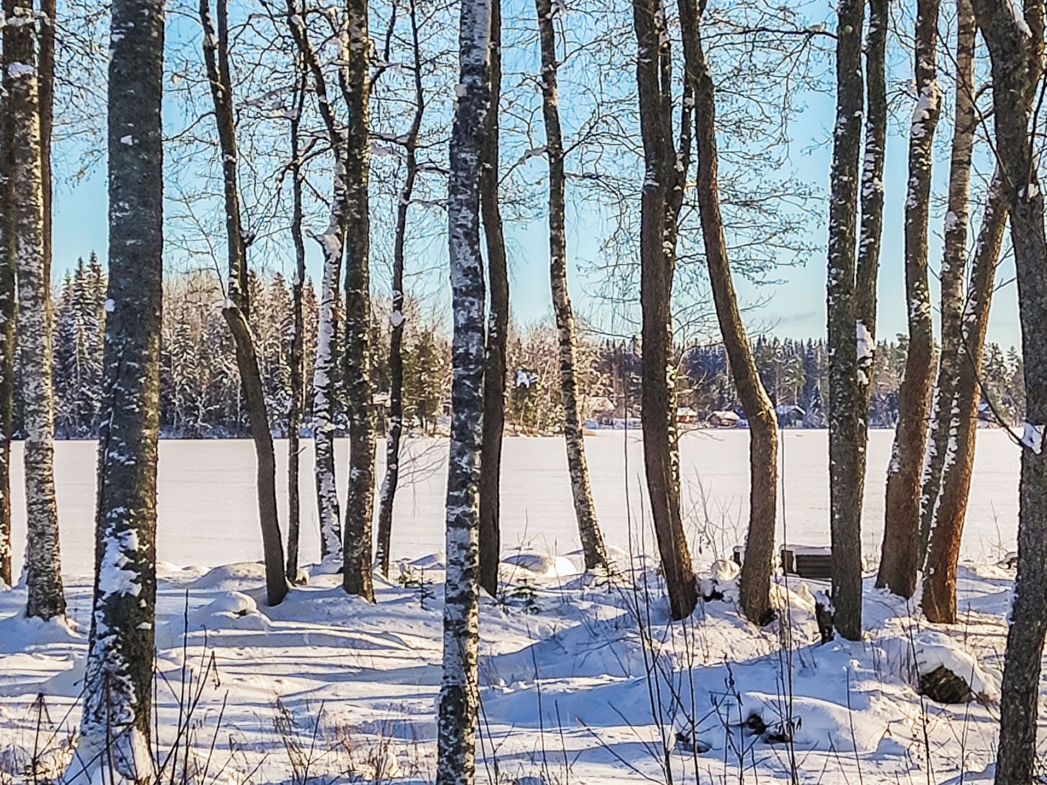 A snowy forest with tall trees and a frozen lake.