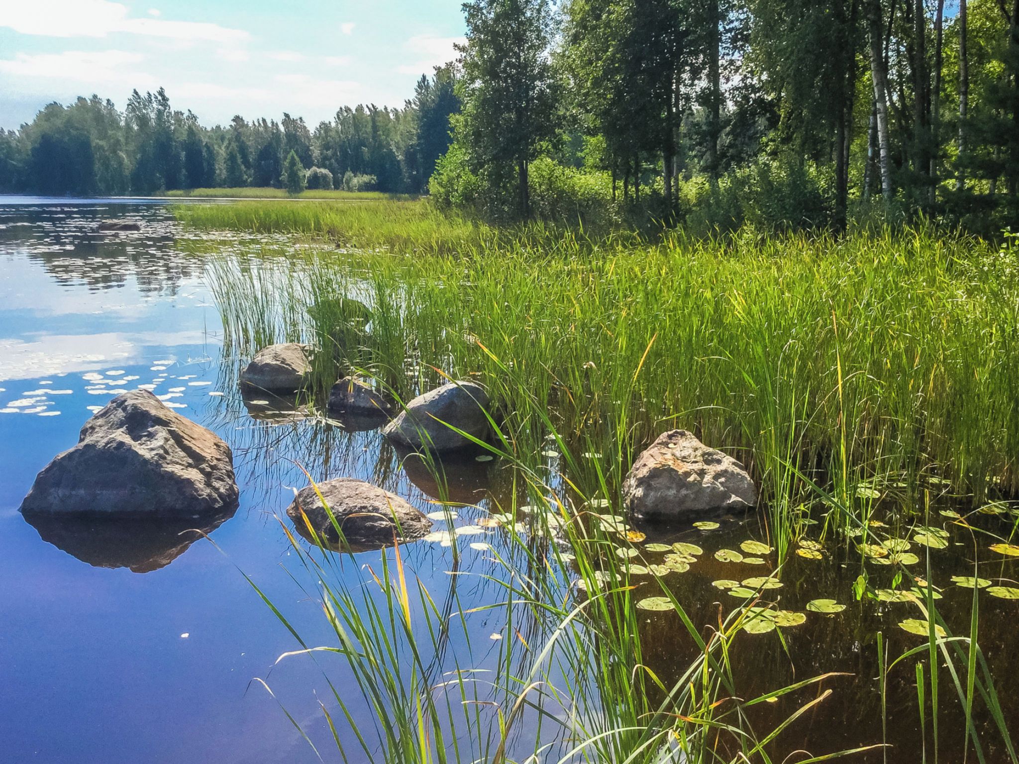 Un lago tranquilo con rocas y juncos, rodeado de árboles.