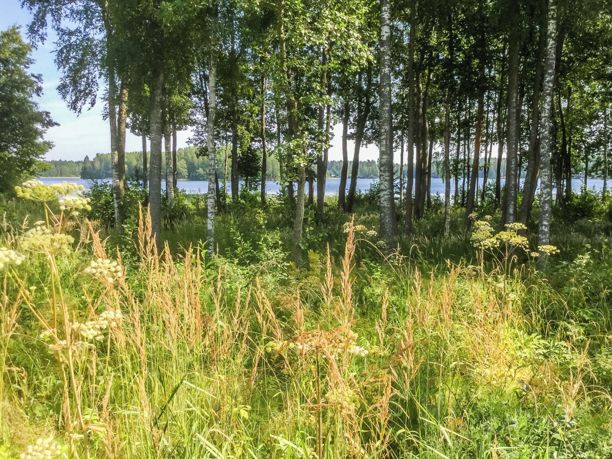 Paisagem natural com um lago, árvores densas e gramíneas altas.