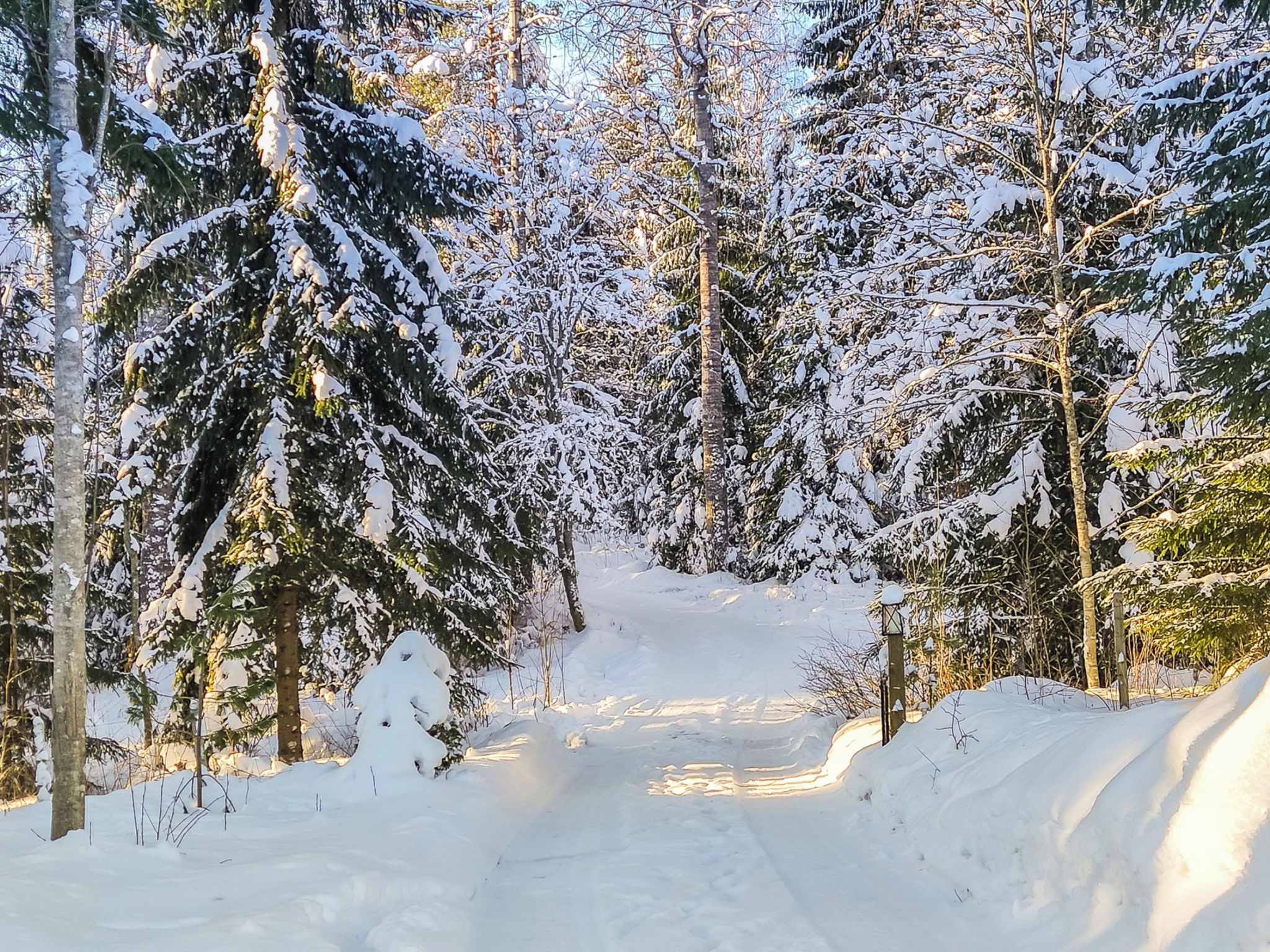 A snow-covered forest path with dense trees on either side.