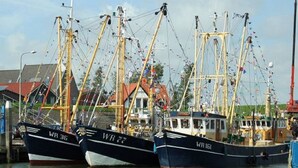 Three fishing boats docked at a marina with a building in the background. - Peace & Space in a real Wieringer residential farmhouse. (Westerland)