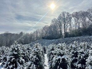 Un paisaje nevado con filas de árboles de hoja perenne.
