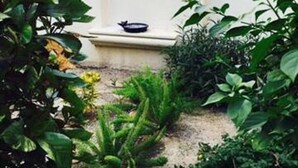 A garden with various plants and a small water feature.