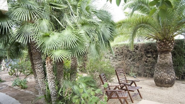 Un giardino con palme, un muro in pietra e sedie di legno.