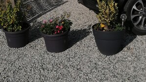 A building with a white door and stone wall, a black car parked in front, and three potted plants on the gravel driveway.